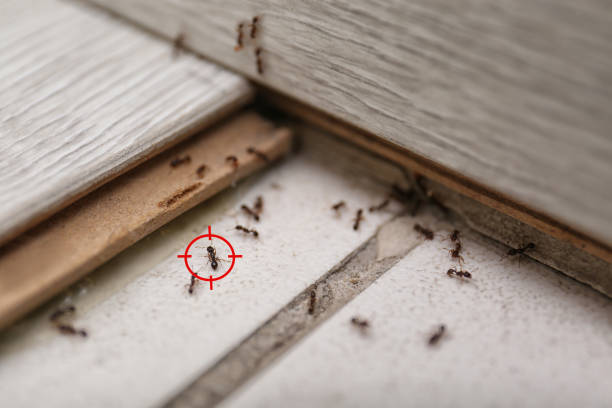 Best Insect Control  in Folsom, NJ