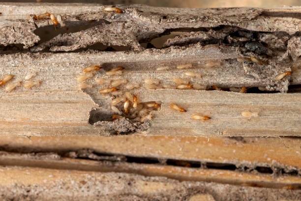 Pest Control for Restaurants in Folsom, NJ